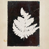 Photogenic Drawing (Photogram) of a Fern, George A. H. Eggers, Dunkirk, NY, c. Late 19th Century