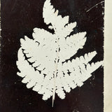 Photogenic Drawing (Photogram) of a Fern, George A. H. Eggers, Dunkirk, NY, c. Late 19th Century