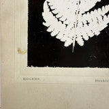 Photogenic Drawing (Photogram) of a Fern, George A. H. Eggers, Dunkirk, NY, c. Late 19th Century