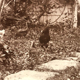 Kingsland Family Homestead, Super Atmospheric Antique Mounted Albumen Photo