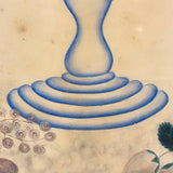 Fruits in Blues and Yellow, Wonderful 19th Century Theorem Watercolor, Framed