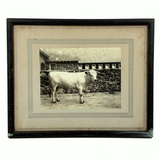SOLD Prize Bull, Stone Wall, Stables, Great Old Mounted Silver Print in Period Frame