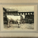 SOLD Prize Bull, Stone Wall, Stables, Great Old Mounted Silver Print in Period Frame
