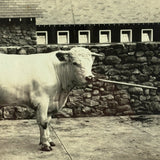 SOLD Prize Bull, Stone Wall, Stables, Great Old Mounted Silver Print in Period Frame