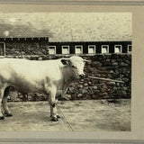 SOLD Prize Bull, Stone Wall, Stables, Great Old Mounted Silver Print in Period Frame