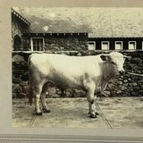 SOLD Prize Bull, Stone Wall, Stables, Great Old Mounted Silver Print in Period Frame