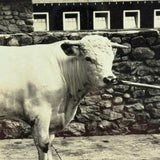 SOLD Prize Bull, Stone Wall, Stables, Great Old Mounted Silver Print in Period Frame