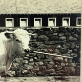 SOLD Prize Bull, Stone Wall, Stables, Great Old Mounted Silver Print in Period Frame