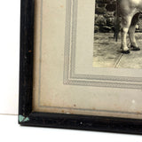 SOLD Prize Bull, Stone Wall, Stables, Great Old Mounted Silver Print in Period Frame