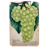 Empire State Grapes, Hand Stenciled Page From c. 1868 Nursery Specimens Salesman Sample Catalog