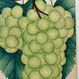 Empire State Grapes, Hand Stenciled Page From c. 1868 Nursery Specimens Salesman Sample Catalog