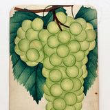 Empire State Grapes, Hand Stenciled Page From c. 1868 Nursery Specimens Salesman Sample Catalog
