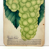 Empire State Grapes, Hand Stenciled Page From c. 1868 Nursery Specimens Salesman Sample Catalog