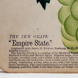 Empire State Grapes, Hand Stenciled Page From c. 1868 Nursery Specimens Salesman Sample Catalog