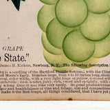 Empire State Grapes, Hand Stenciled Page From c. 1868 Nursery Specimens Salesman Sample Catalog