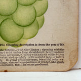Empire State Grapes, Hand Stenciled Page From c. 1868 Nursery Specimens Salesman Sample Catalog