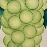 Empire State Grapes, Hand Stenciled Page From c. 1868 Nursery Specimens Salesman Sample Catalog