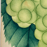 Empire State Grapes, Hand Stenciled Page From c. 1868 Nursery Specimens Salesman Sample Catalog