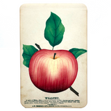 Wealthy Apple, c. 1868 Hand-stenciled Watercolor Illustration from Horticultural Salesman Sample Catalog
