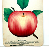Wealthy Apple, c. 1868 Hand-stenciled Watercolor Illustration from Horticultural Salesman Sample Catalog