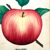 Wealthy Apple, c. 1868 Hand-stenciled Watercolor Illustration from Horticultural Salesman Sample Catalog