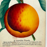 Alexander Peach, c. 1868 Hand-stenciled Watercolor Illustration from Horticultural Salesman Sample Catalog