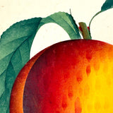 Alexander Peach, c. 1868 Hand-stenciled Watercolor Illustration from Horticultural Salesman Sample Catalog