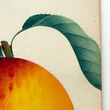 Alexander Peach, c. 1868 Hand-stenciled Watercolor Illustration from Horticultural Salesman Sample Catalog