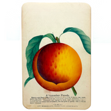 Alexander Peach, c. 1868 Hand-stenciled Watercolor Illustration from Horticultural Salesman Sample Catalog