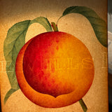 Alexander Peach, c. 1868 Hand-stenciled Watercolor Illustration from Horticultural Salesman Sample Catalog