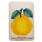 Champion Quince, Hand Stenciled Page From c. 1868 Nursery Specimens Salesman Sample Catalog