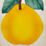 Champion Quince, Hand Stenciled Page From c. 1868 Nursery Specimens Salesman Sample Catalog