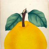 Champion Quince, Hand Stenciled Page From c. 1868 Nursery Specimens Salesman Sample Catalog