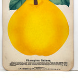 Champion Quince, Hand Stenciled Page From c. 1868 Nursery Specimens Salesman Sample Catalog