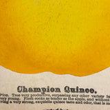 Champion Quince, Hand Stenciled Page From c. 1868 Nursery Specimens Salesman Sample Catalog