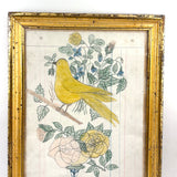 Yellow Bird with Blooming Flowers, Full Page Antique Ledger Drawing in Beautiful Lemon Gold Frame