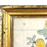 Yellow Bird with Blooming Flowers, Full Page Antique Ledger Drawing in Beautiful Lemon Gold Frame