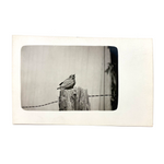 Baby Bird Chirping into the Void, Poignant Old Real Photo Postcard