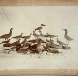 Carefully Arranged Flock of Taxidermy Shore Birds, with Eggs, Antique Albumen Cabinet Card
