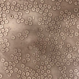 c. 1870 Microphotograph of Blood Cells Under Microscope, Dr. S. W. Fletcher, Pepperell MA (2 of 2)