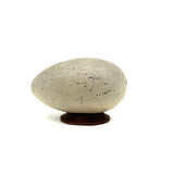 1874 Oyster Painted Treen Egg Bank