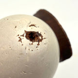 1874 Oyster Painted Treen Egg Bank