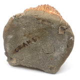 Super Folky (and Just Super) Clay Cat Jar with Ill Fitting Head