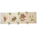 SOLD Four Panel Victorian Sea Moss Specimen Collection, Rockport, Mass.