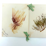 SOLD Four Panel Victorian Sea Moss Specimen Collection, Rockport, Mass.
