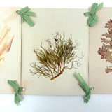 SOLD Four Panel Victorian Sea Moss Specimen Collection, Rockport, Mass.