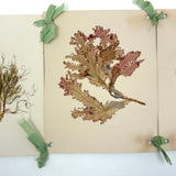 SOLD Four Panel Victorian Sea Moss Specimen Collection, Rockport, Mass.