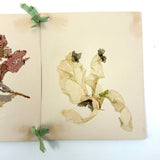 SOLD Four Panel Victorian Sea Moss Specimen Collection, Rockport, Mass.