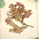 SOLD Four Panel Victorian Sea Moss Specimen Collection, Rockport, Mass.