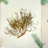 SOLD Four Panel Victorian Sea Moss Specimen Collection, Rockport, Mass.